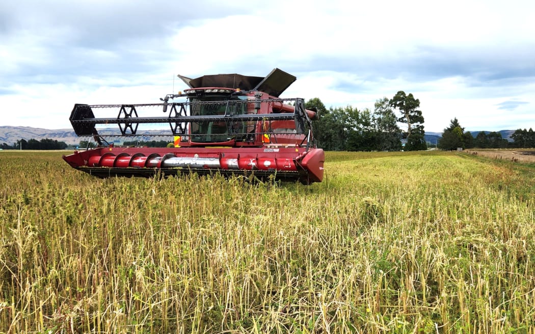 Hopefield Hemp