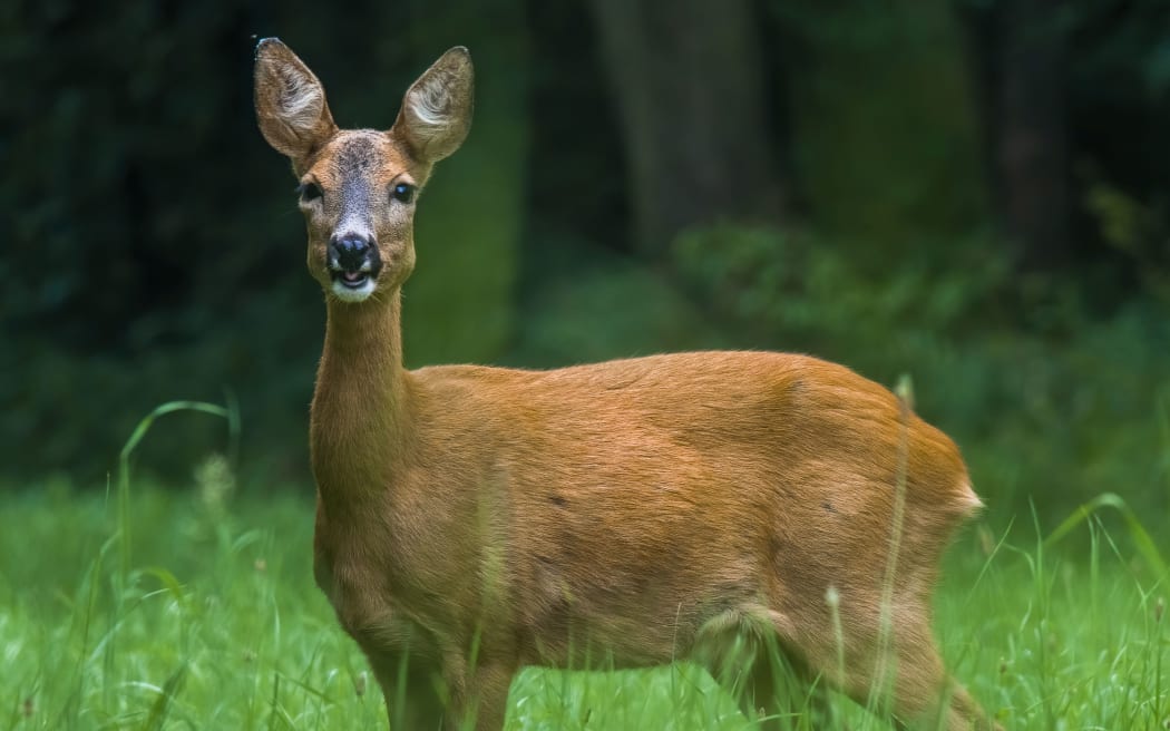 a young female deer on the green meadow