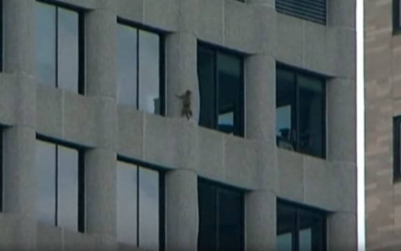 The raccoon scaled the side of the building and eventually reached the roof.