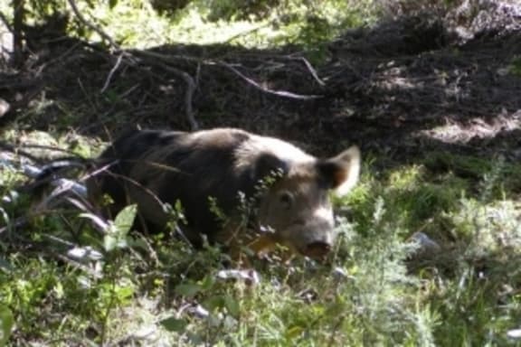 feral pig