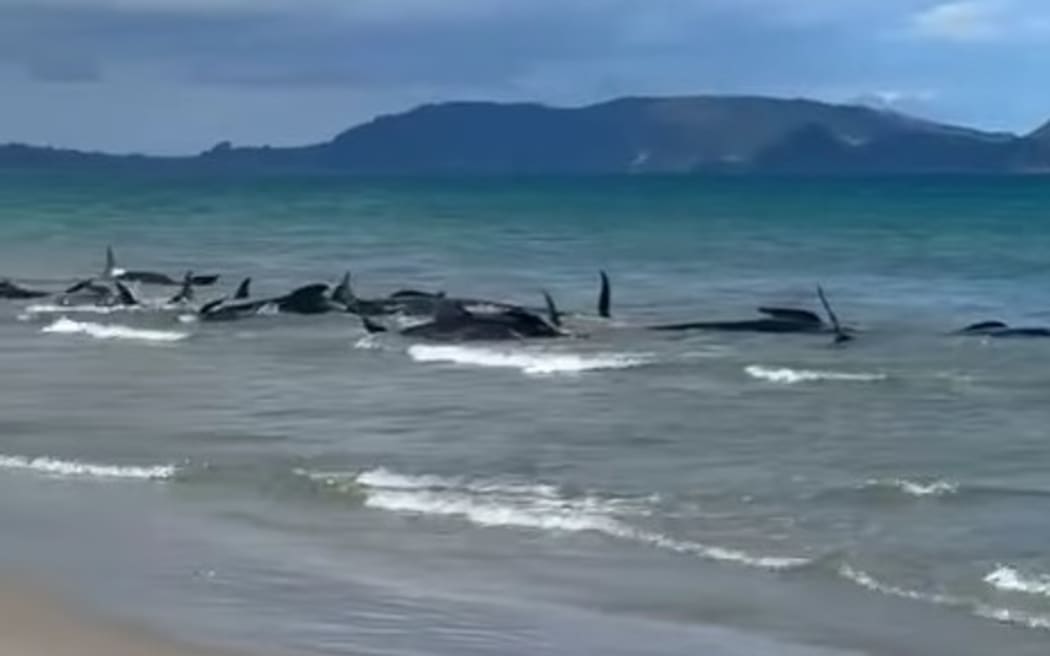 A pod of pilot whales have stranded on Ruakākā beach.