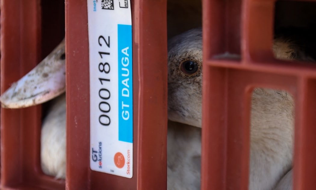 Ducks sit in a cage waiting to be sent to a slaughterhouse for extermination due to the avian flu outbreak that began in late November, at a farm in Doazit, southwestern France.