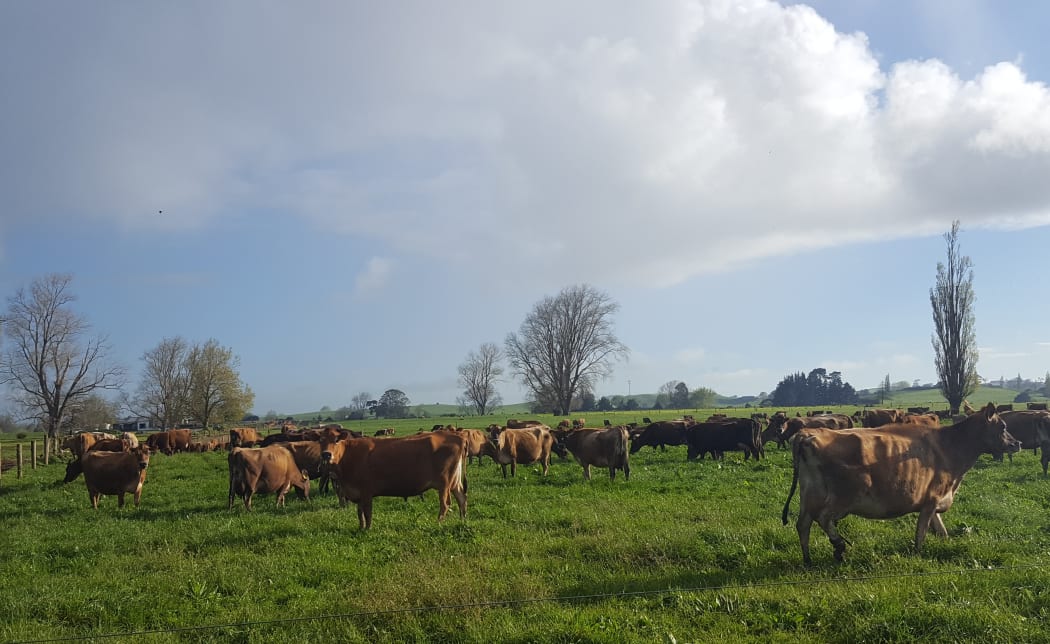 Jersey cows in spring grass.