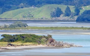Salt marsh in and around Ōhiwa Harbour could be significant carbon sequestration sites.