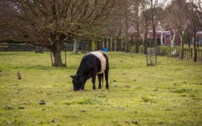 Cow in a paddock in the Hawke's Bay area