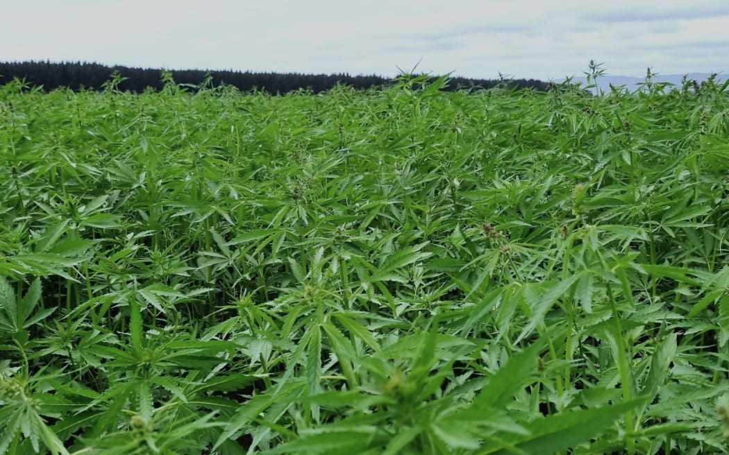 Hopefield Hemp