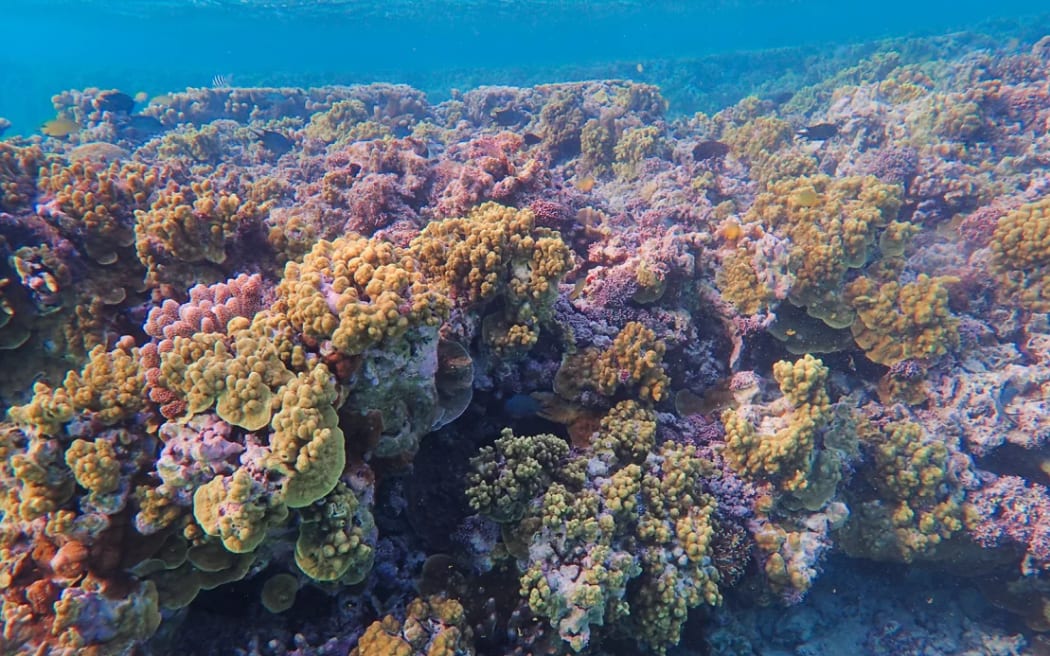One Tree Island coral before bleaching, in April 2022.