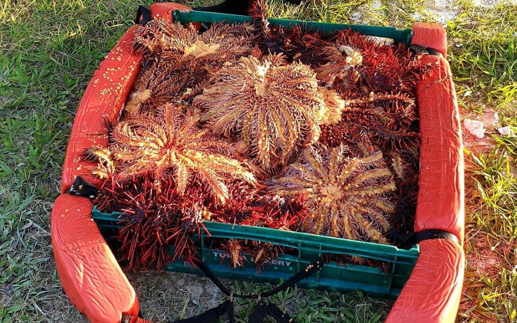Crown of thorn starfish.