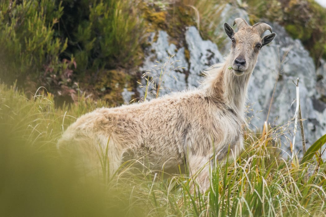 A jvenile tahr.
