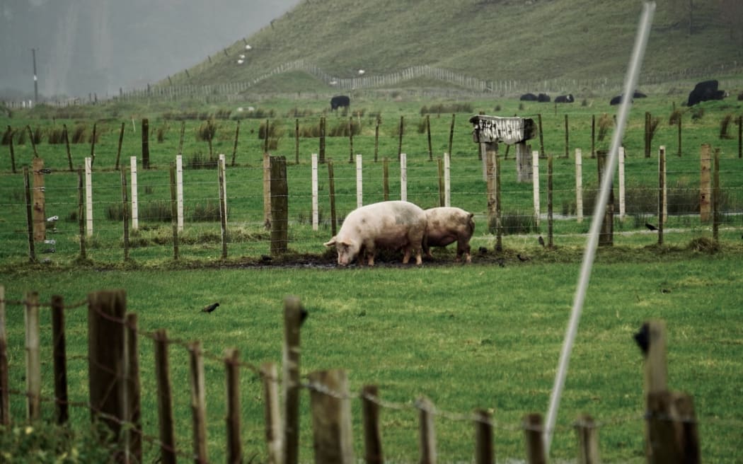 Pigs during the severe weather event in Tologa Bay on 23 June, 2023. Generic pigs, farm, grass, fence