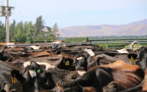 Cows waiting for milking in Rotherham, North Canterbury.