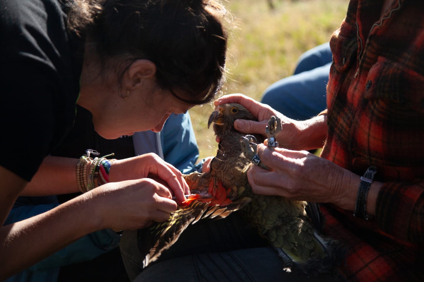 Laura Young takes blood sampes for iron levels from Kea, Aoraki/Mt Cook