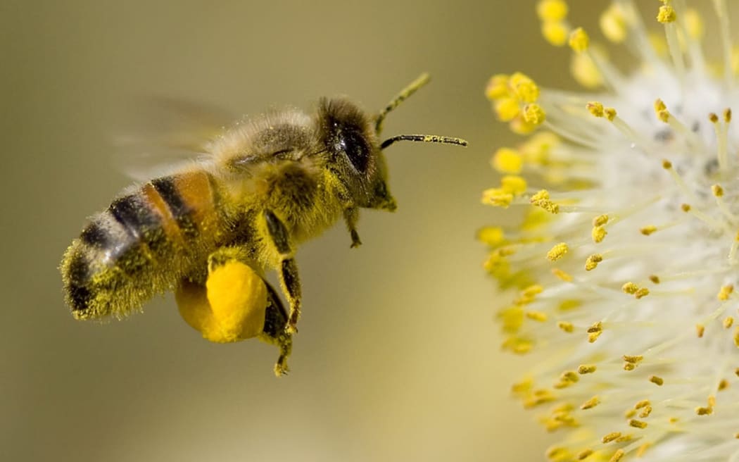 Stock Photo — Flying Bee