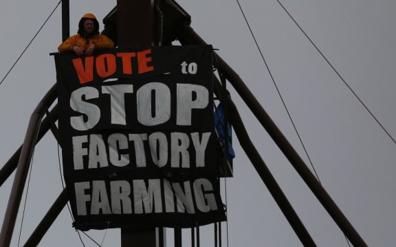 Dunedin animal rights activist Carl Scott on top of a farm silo tower to protest against factory farming