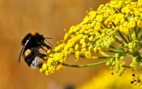 Bee