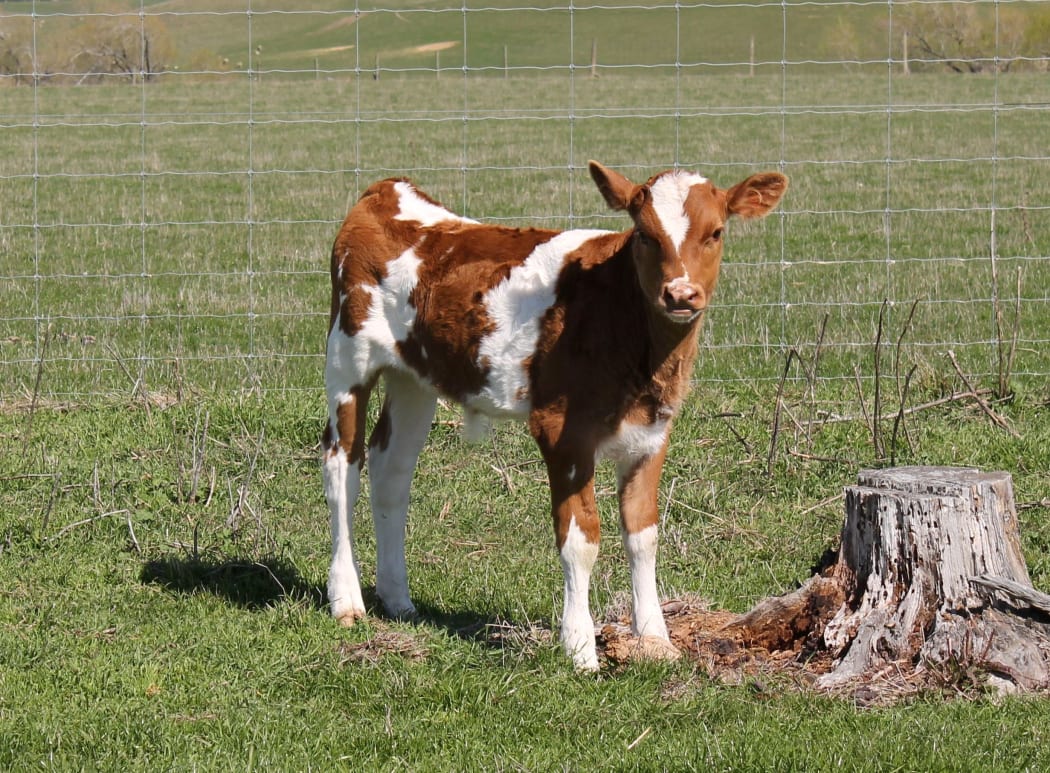Bobby calf