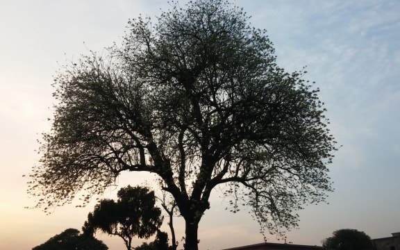 A tree in a fort in Lahore, Pakistan, backlit by the late sunset
