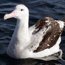 Photo for Wandering albatross