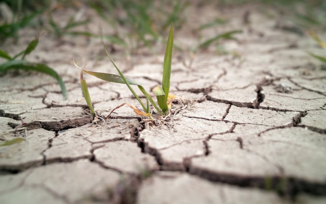 10922296 - wheat in drought field