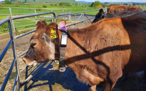 On Pete Morgan's Waikato dairy farm, each cow wears a solar-powered, GPS-enabled smart collar.
