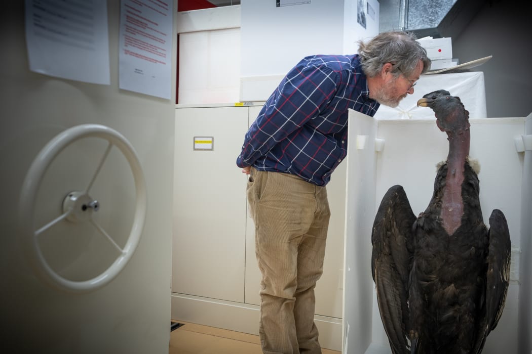 Canterbury Museum's Dr Paul Scofield and Andean condor