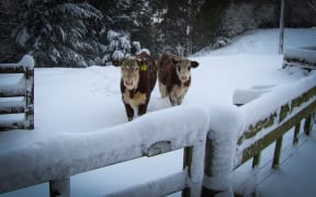 Pet Calves at Tahora Station, Wharekopae (inland Gisborne).