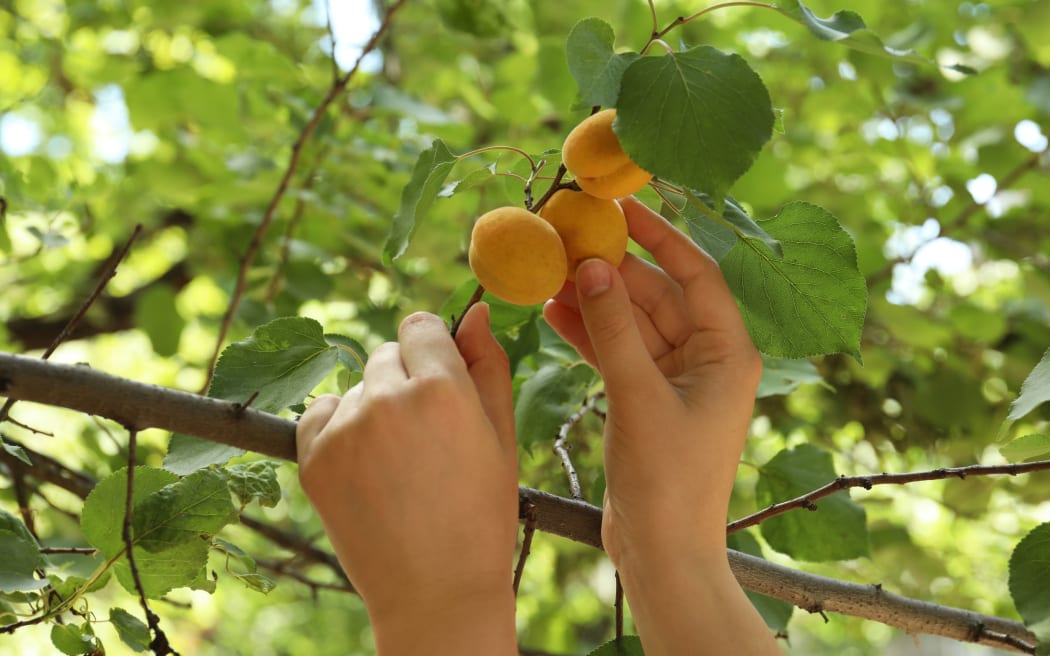 Woman picking ripe apricot from tree outdoors, closeup