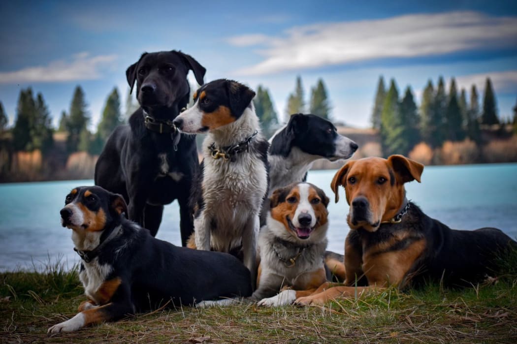 Dogs on Tour
