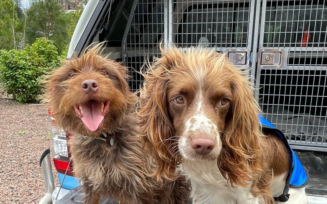 Mawhai and Pip Kauri dieback sniffer dogs