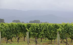 te Pā Wines