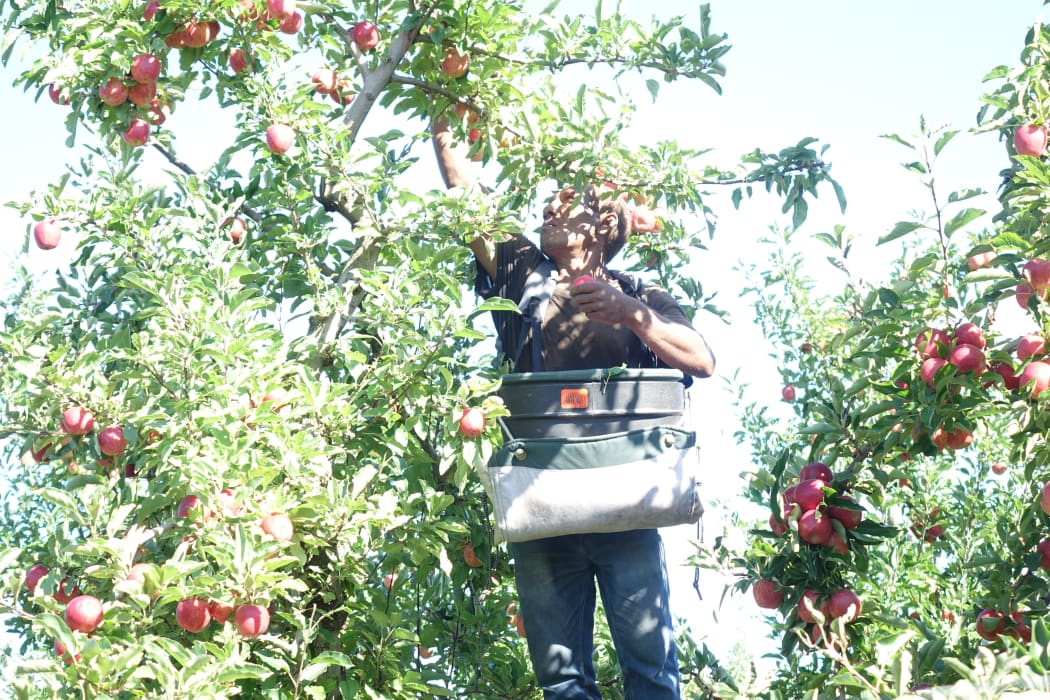 A Solomon Islander picking apples in a Hawke's Bay orchard as part of New Zealand's Recognised Seasonal Employer scheme.
