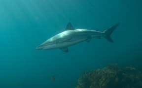 Long bronze whaler