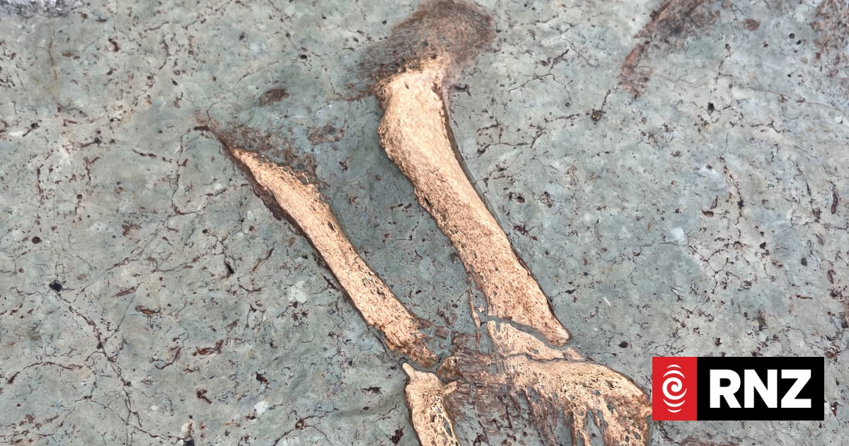 Timaru woman finds rare moa bones during daily beach walk
