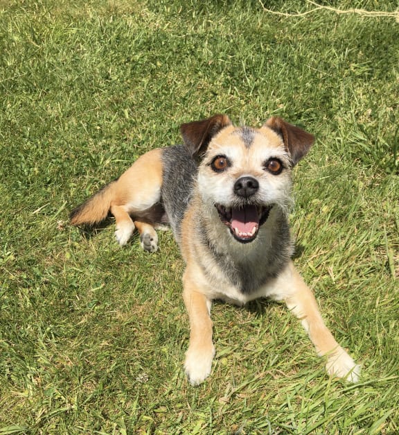 Emma Berquist's dog