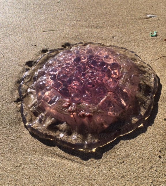 A lion's mane jellyfish which washed up on a Great Barrier Island beach on Saturday.