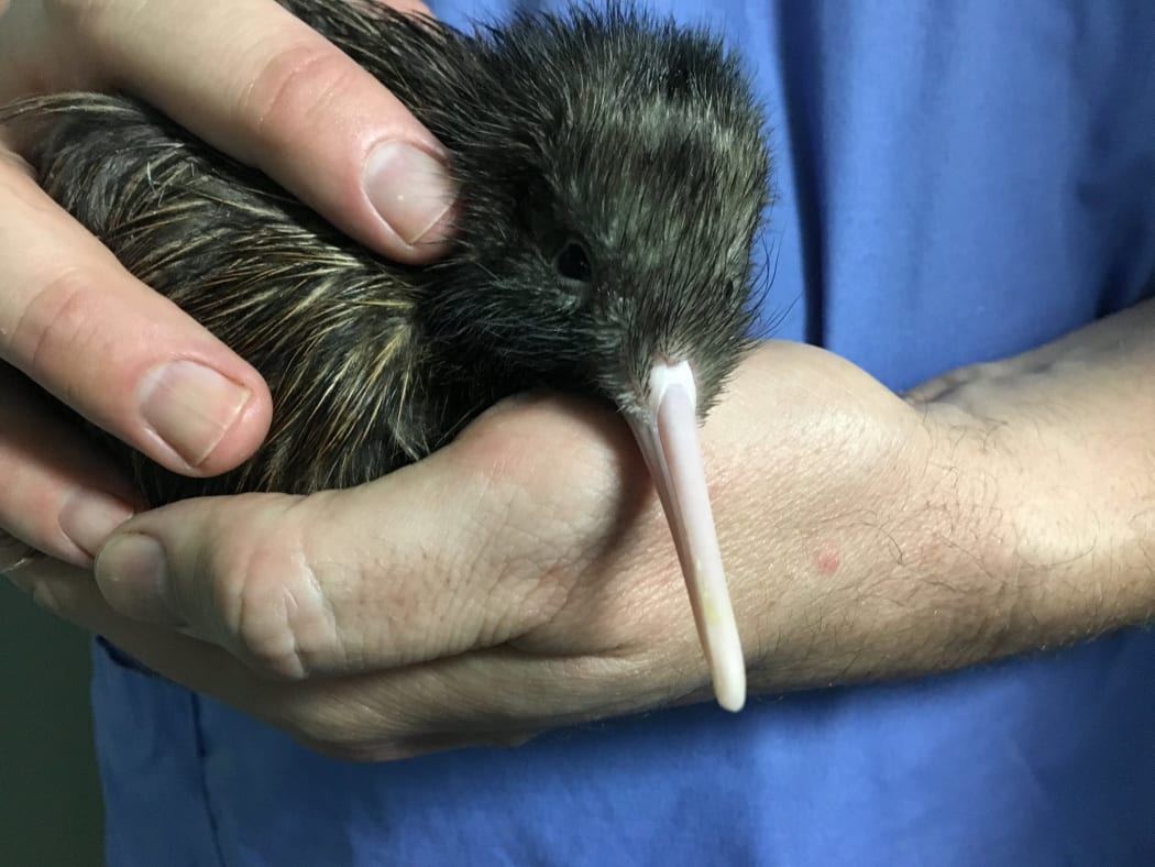 A kiwi chick was born at the National Kiwi Hatchery at Rainbow Springs in Rotorua on 1 January 2019.