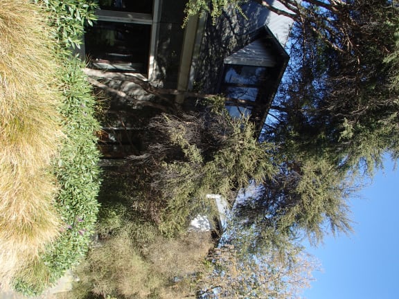 Native plantings around a Dunedin building include low grasses and shrubs as well as quite tall trees.
