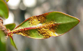 myrtle rust