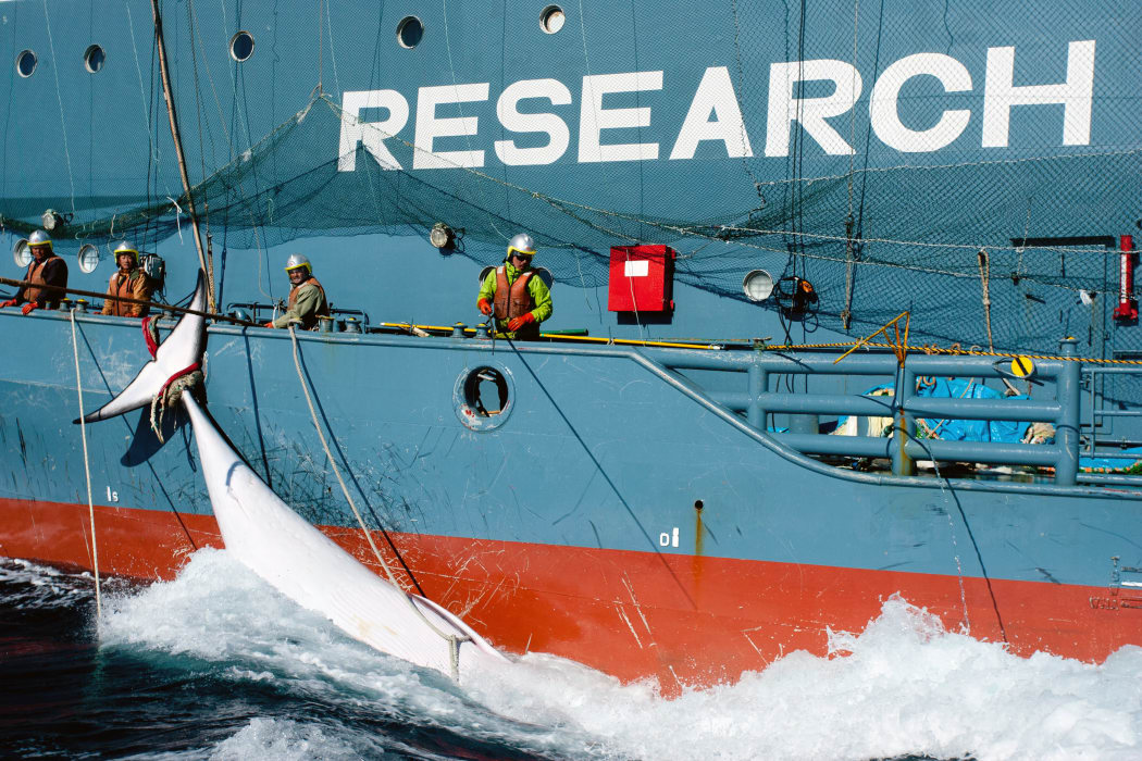 The Yushin Maru No. 2 with a minke whale in the Southern Ocean in February.
