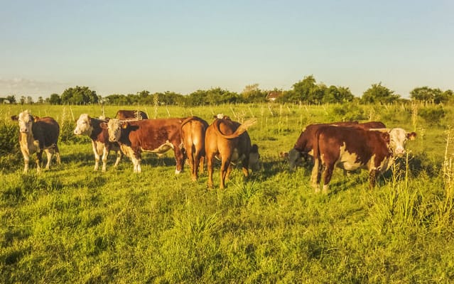 Cows graze on a farm in Uruguay
