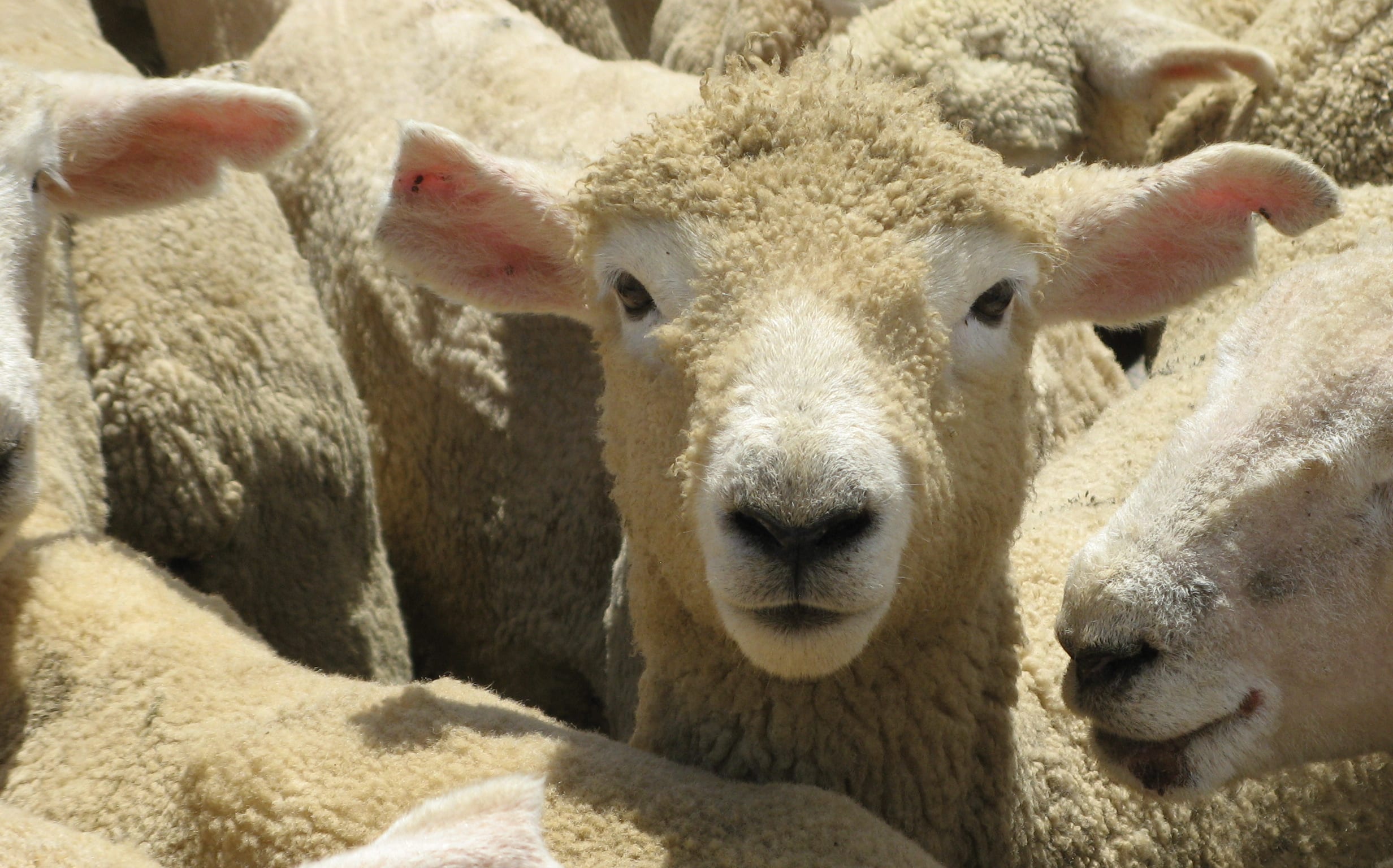 Sheep waiting for sale