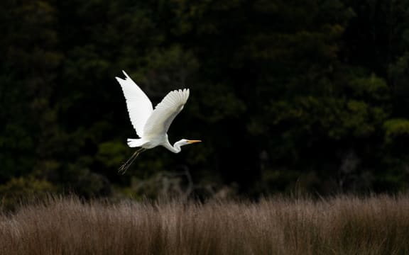 Kōtuku/white heron at McKenzie Lagoon, Martins Bay