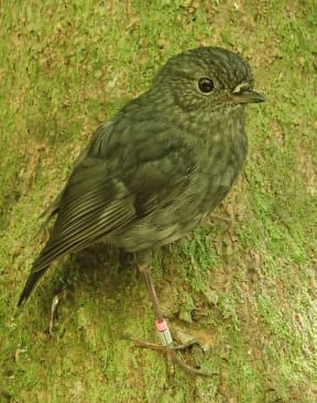 North Island robins are the perfect test subject for a study looking at cognition in wild animals. They can be very easily trained to do tasks in return for a food reward, and their nesting success can be easily followed.