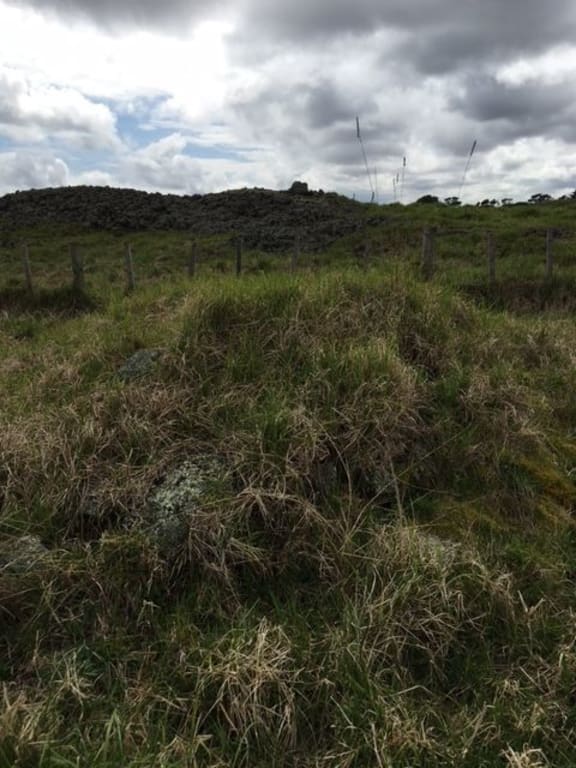 Raised nursery mound, hidden under kikuyu grass.