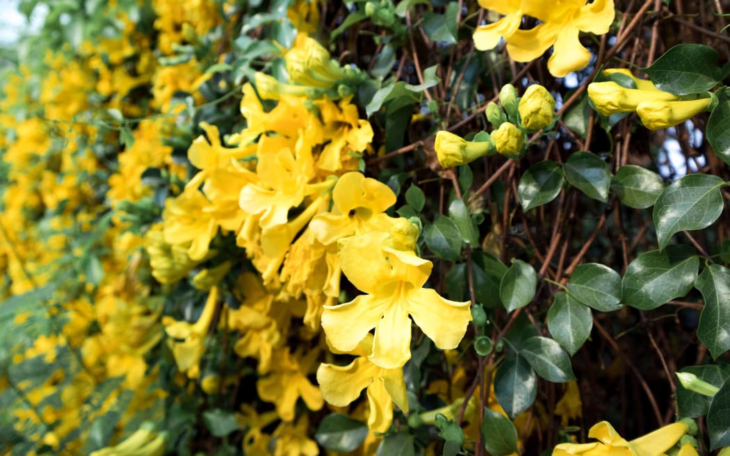 Close up of yellow flower Cat's Claw Creeper plants full bloom in summer.