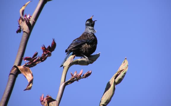 Tui have a a beautiful repertoire of song and are excellent mimics.