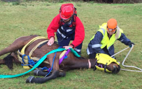 The two year old horse named Poppy was stranded down a steep bank alongside rapidly rising flood water in Otaki george yesterday.