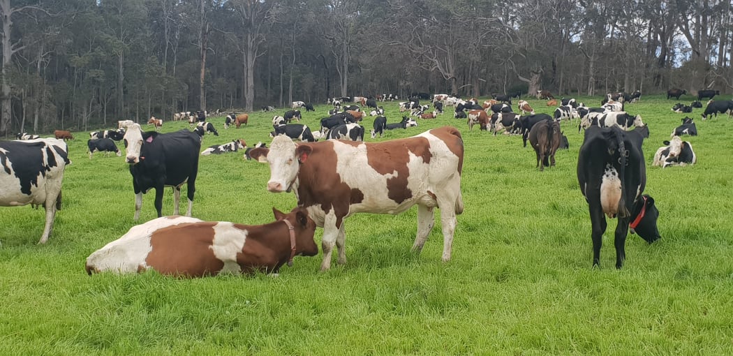 Ian Noake's herd, Western Australia