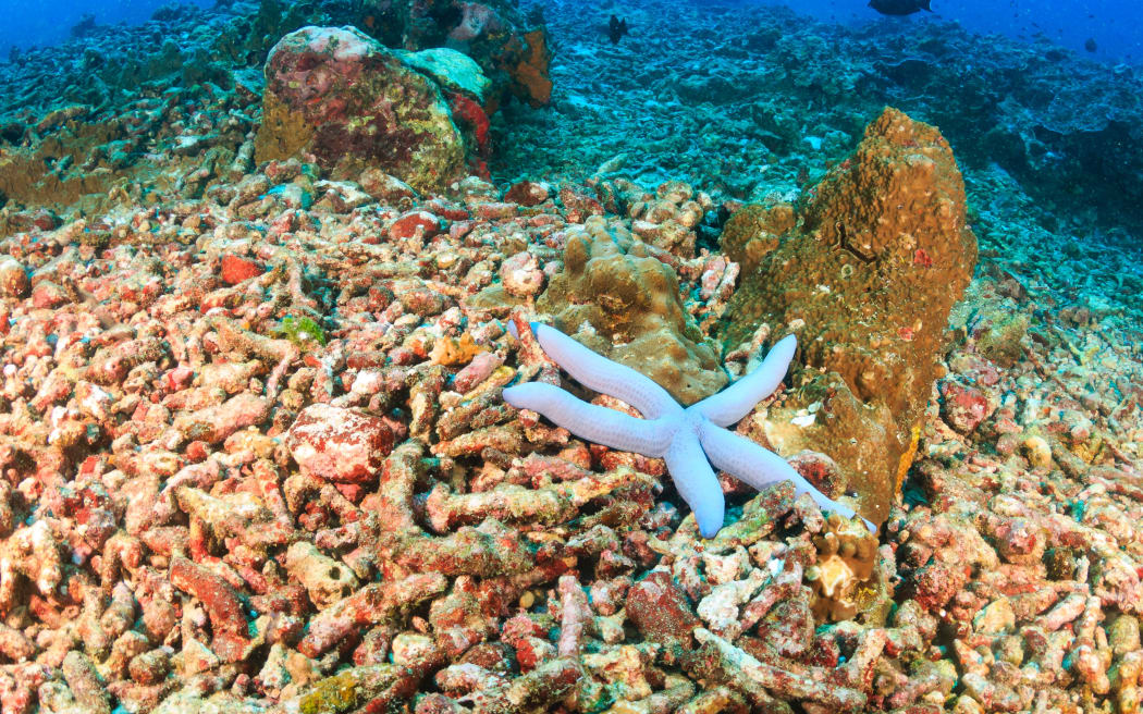 A single starfish on an area or bleached, dead coral. ocean acidification