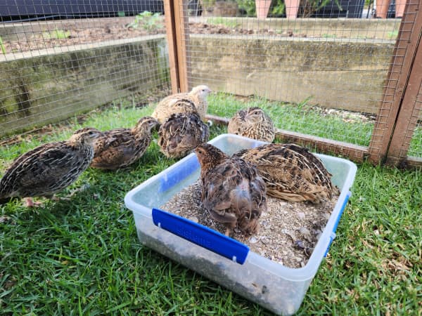 The quails enjoying a dust bath in their pen on the front lawn